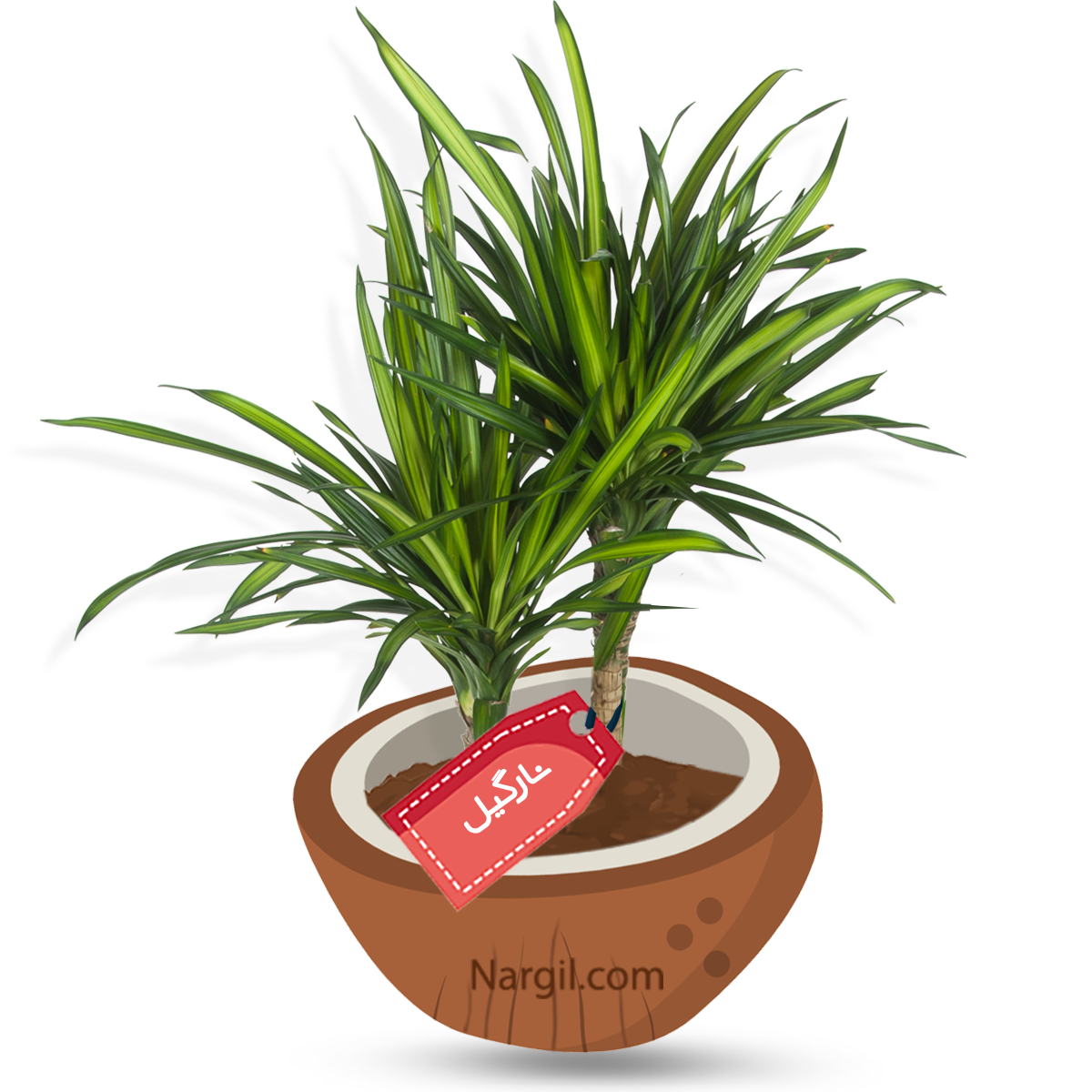  Nargil - RIKKI PLANT